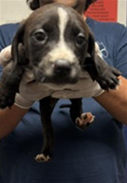 *RIM - Pit Bull Terrier available for adoption