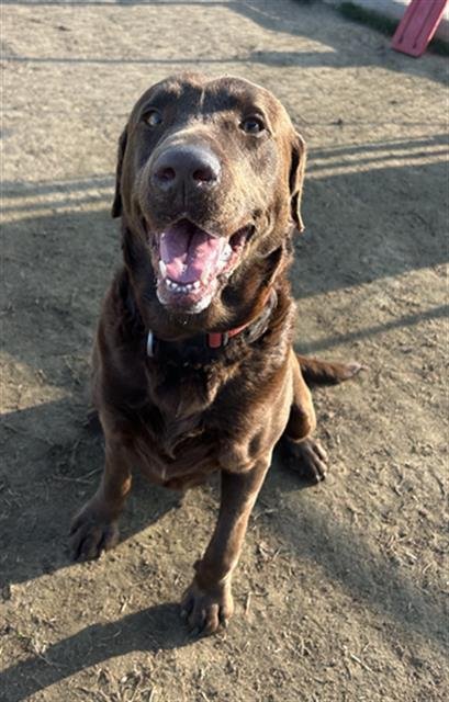 *BRUNO - Labrador Retriever available for adoption
