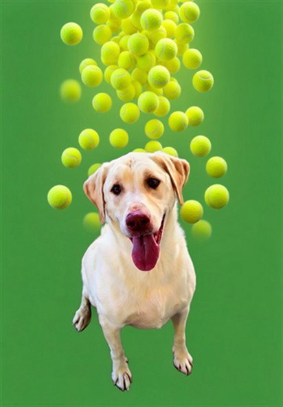 BO MARLEY - Labrador Retriever available for adoption