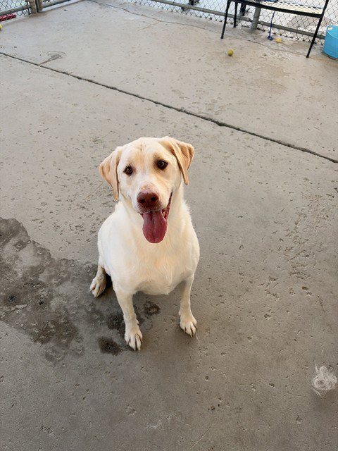 BO MARLEY - Labrador Retriever available for adoption