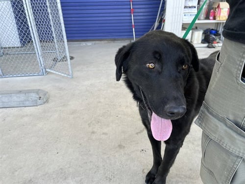 *JIM - Labrador Retriever available for adoption