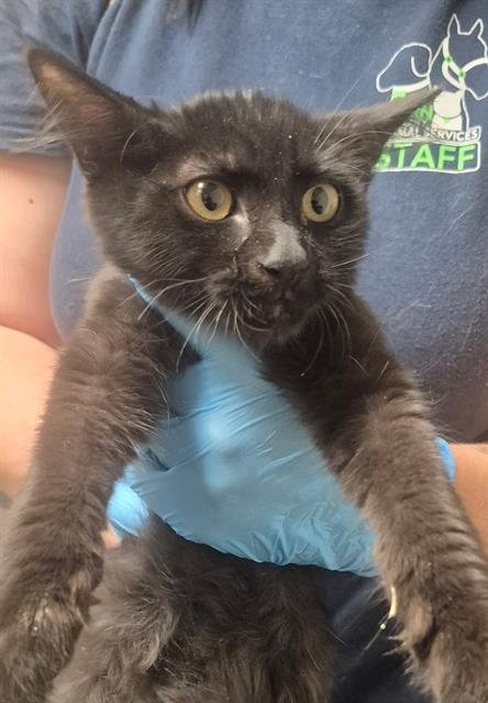 A1257741 - Domestic Short Hair for adoption in Bakersfield