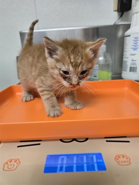 *ARCHIE - Domestic Short Hair available for adoption