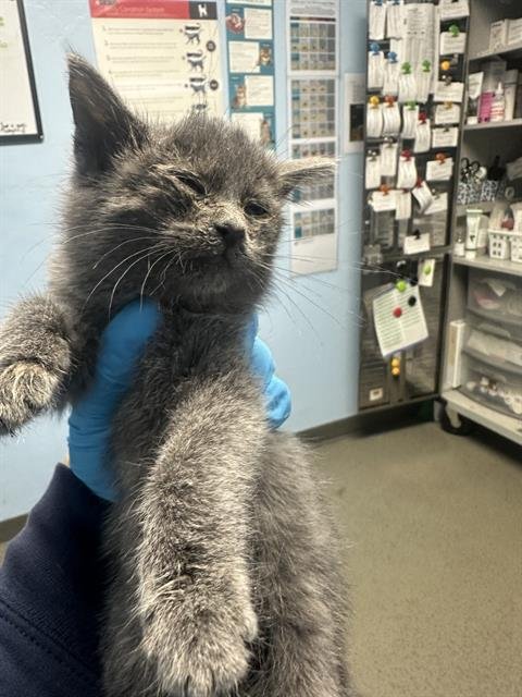 YUKITO - Domestic Short Hair available for adoption