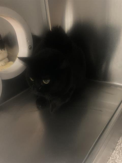 A1241848 - Domestic Short Hair available for adoption