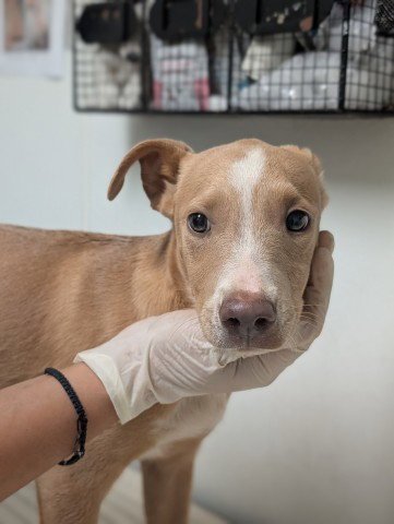PUP 12 - Pit Bull Terrier available for adoption