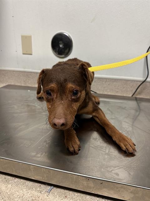 ROCKY - Miniature Pinscher available for adoption