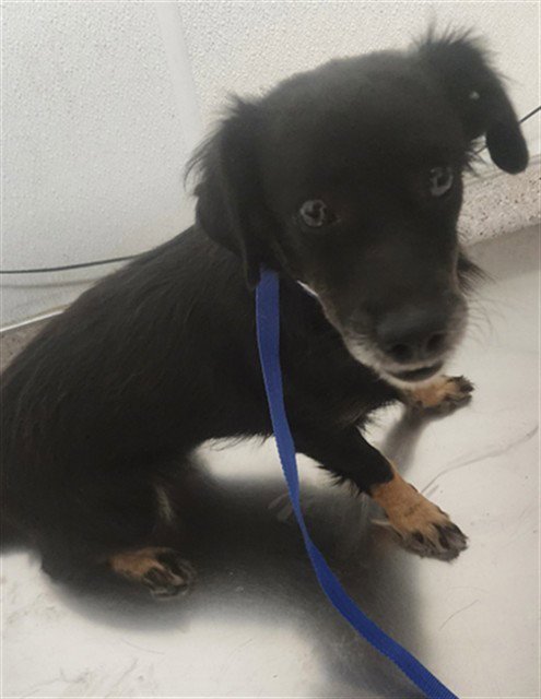 *CASEY - Chihuahua available for adoption