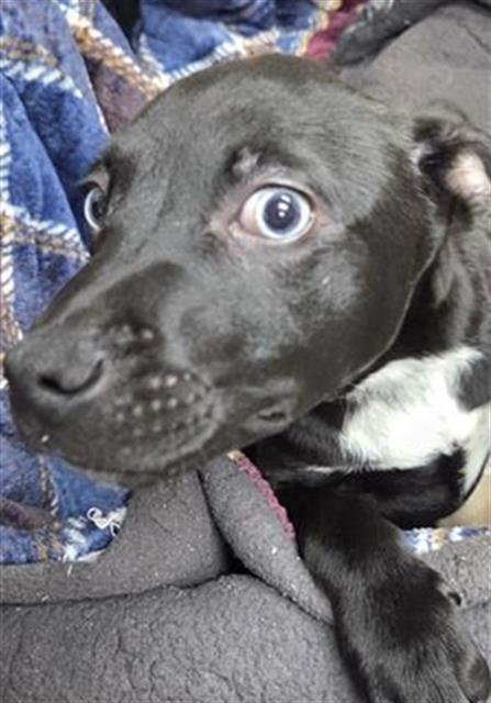 *CALVIN - Labrador Retriever / Siberian Husky available for adoption