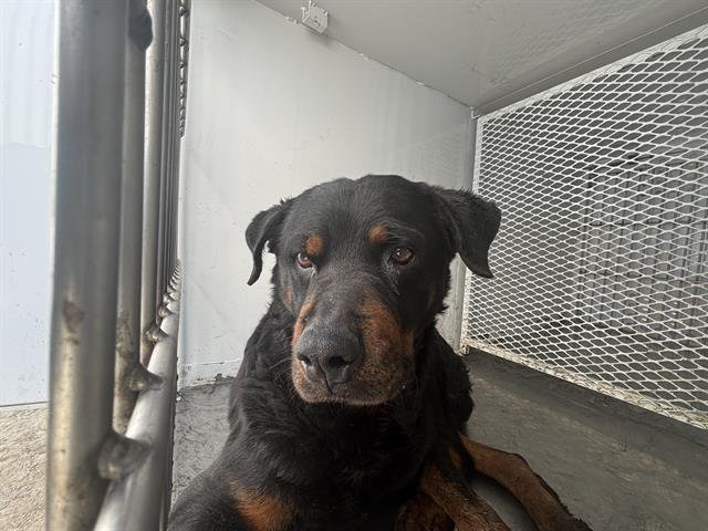 *AARDVARK - Rottweiler available for adoption