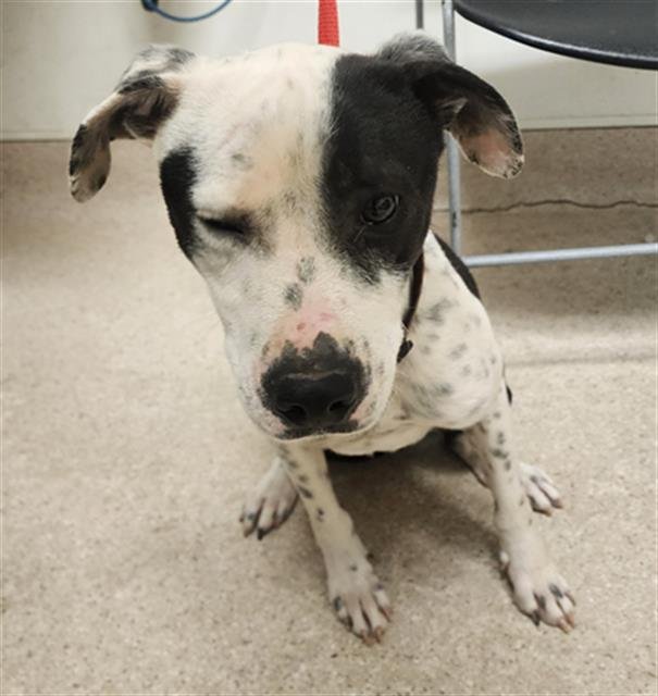 WAYLON - Dalmatian available for adoption