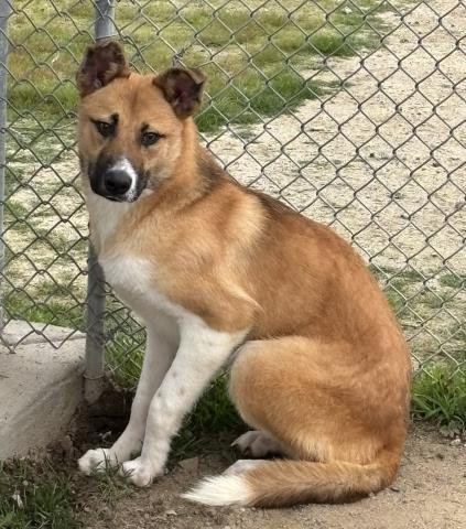 *SAUCY - German Shepherd Dog available for adoption