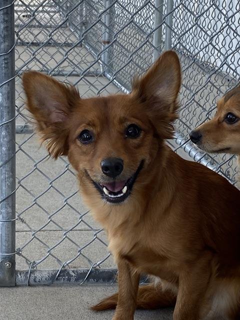 CHAOS - Chihuahua available for adoption