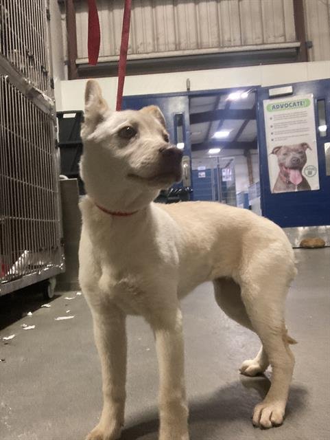 A1242179 - Siberian Husky available for adoption