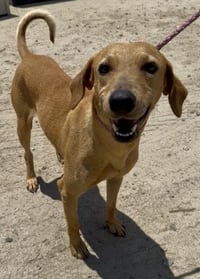 *ROOFUS - Photo 1