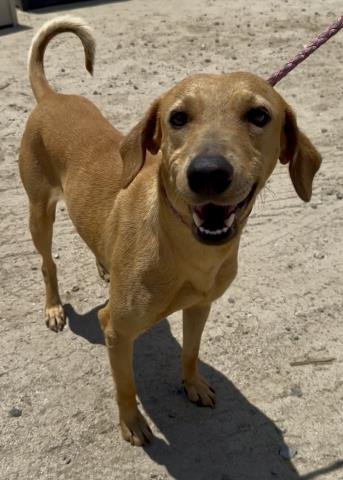*ROOFUS - Rhodesian Ridgeback available for adoption