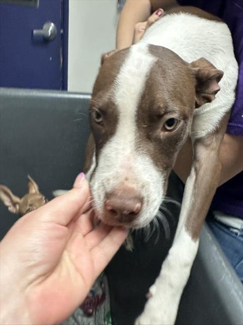 *BOB - Pit Bull Terrier available for adoption