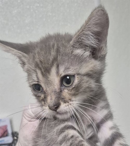 A1258771 - Domestic Short Hair available for adoption