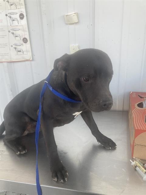 BRUCE - Pit Bull Terrier available for adoption