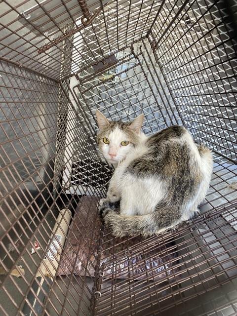 *PETUNIA - Domestic Short Hair for adoption in Bakersfield
