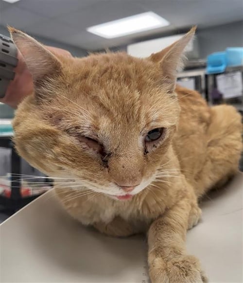 *MEOWTH - Domestic Short Hair available for adoption