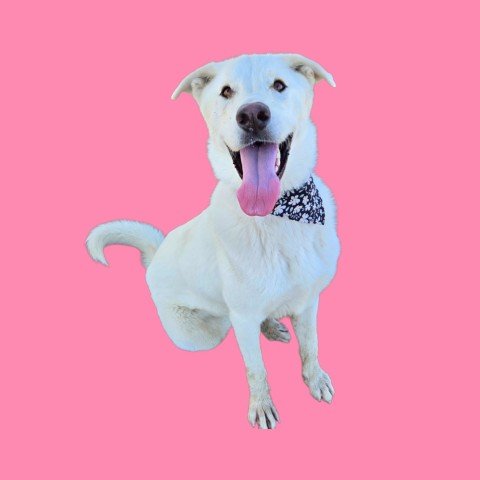 *ICEE - German Shepherd Dog available for adoption
