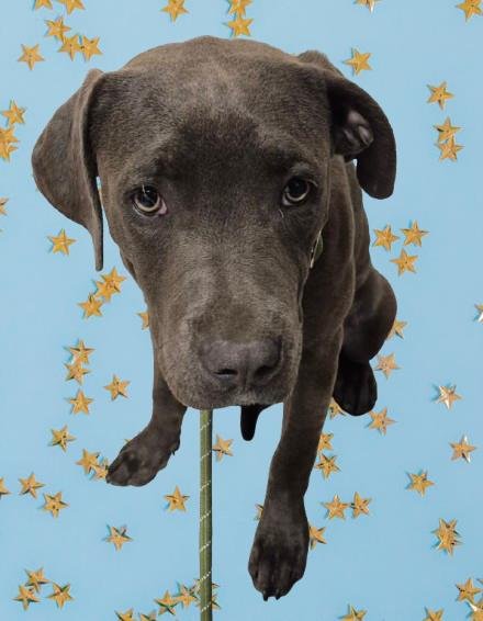*BLUEBERRY - Pit Bull Terrier available for adoption