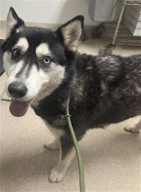 BLUE - Husky available for adoption