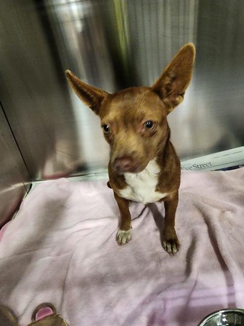 A1237921 - Chihuahua available for adoption