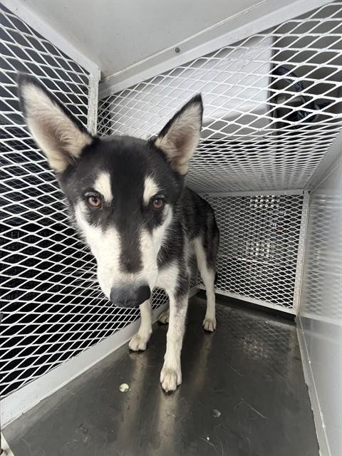 *BENNY - Siberian Husky available for adoption