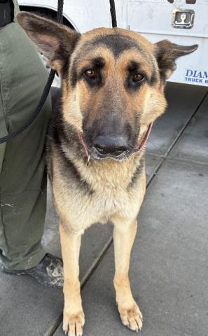 *WOLFGANG - German Shepherd Dog available for adoption