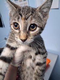 LITTLE GIRL - Photo 1
