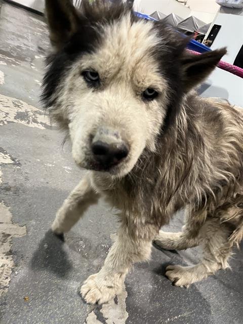 A1239751 - Alaskan Malamute available for adoption