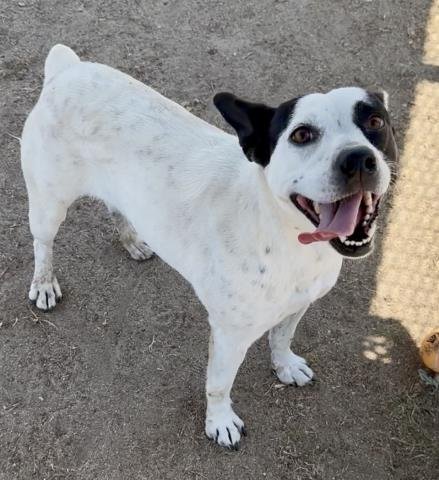 OREO - Pit Bull Terrier available for adoption