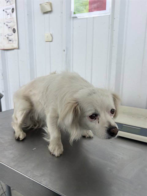 *ELSA - Chihuahua available for adoption