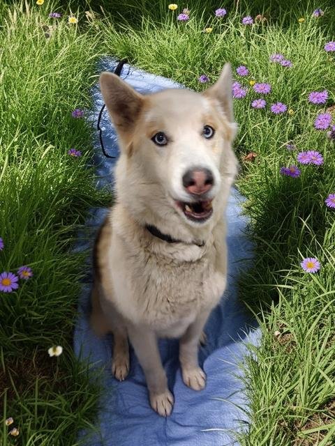 BUSTER - Siberian Husky available for adoption