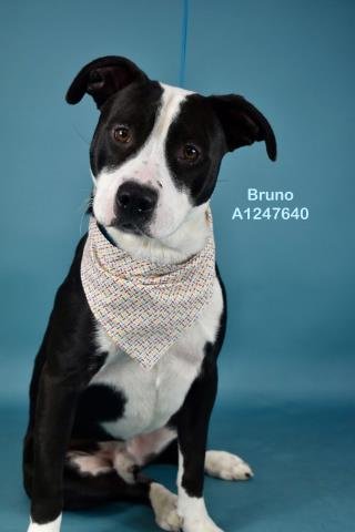 BRUNO - Pit Bull Terrier available for adoption
