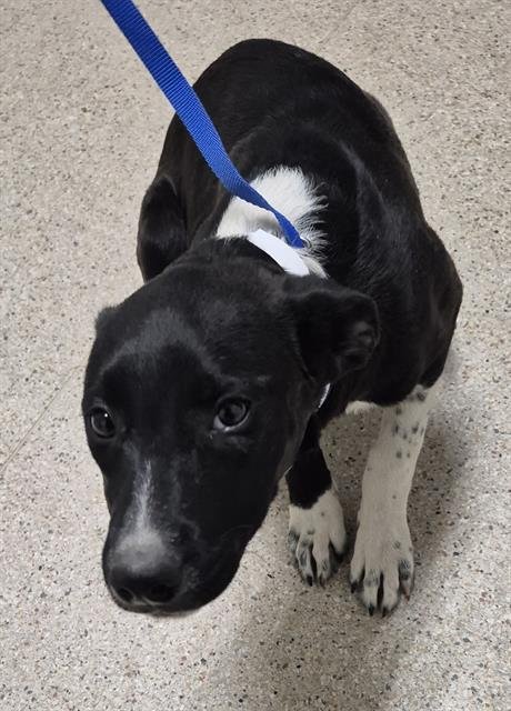 *ZIPPER - Labrador Retriever / Australian Cattle Dog/Blue Heeler available for adoption