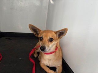 A1242210 - Chihuahua available for adoption