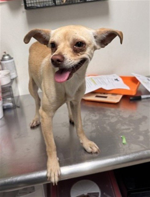 *CHECK-A - Chihuahua available for adoption