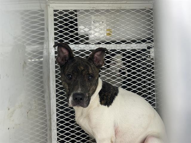 A1238717 - Pit Bull Terrier available for adoption