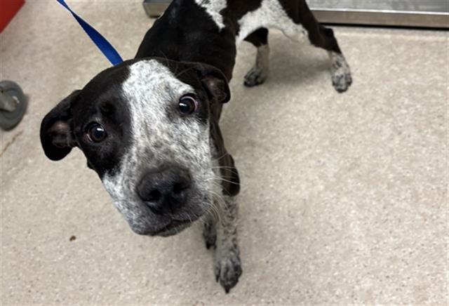 *BAILEY - Pit Bull Terrier available for adoption