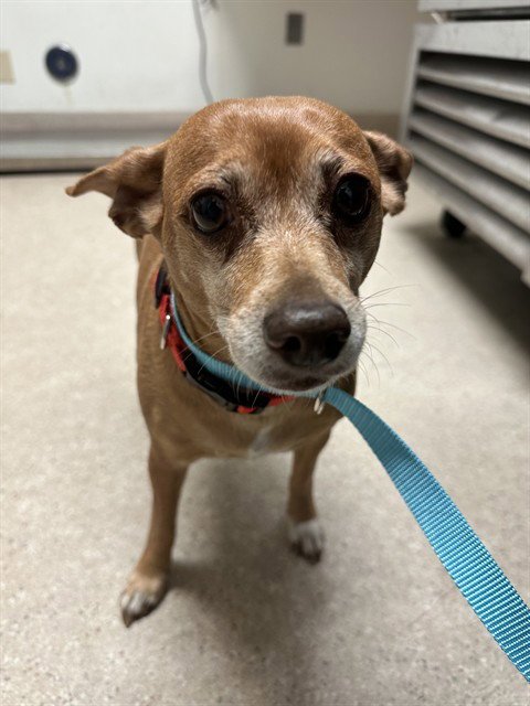 CHARLIE - Chihuahua available for adoption