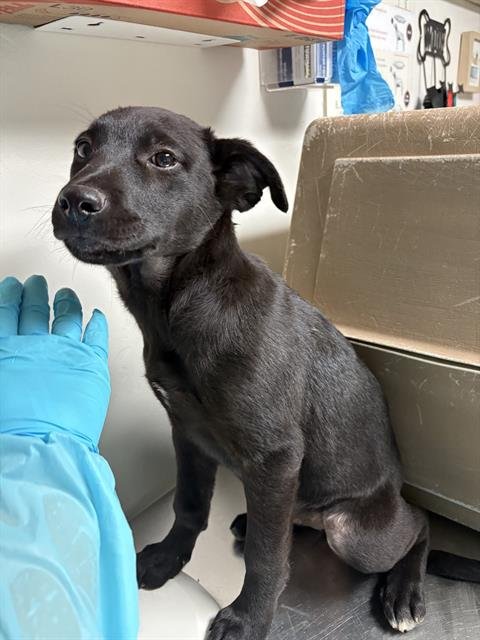 *BEA - German Shepherd Dog available for adoption