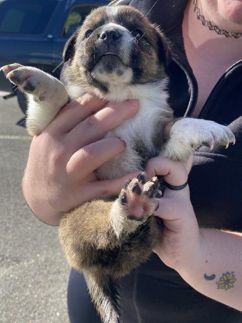 *CARA - Queensland Heeler / Pit Bull Terrier available for adoption