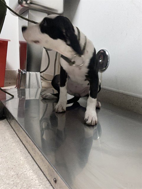 *BESSIE Image