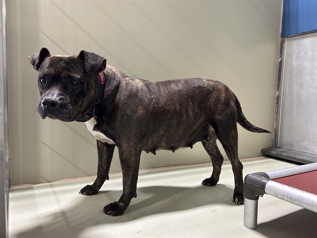 ATHENA - Pit Bull Terrier available for adoption