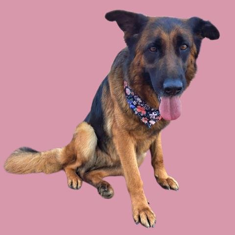 *MARINA - German Shepherd Dog available for adoption