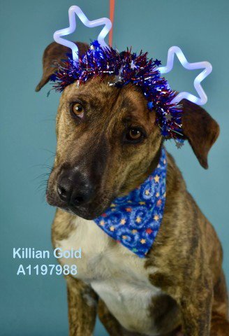 *KILLIAN GOLD - Hound for adoption in Bakersfield