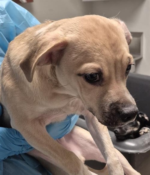 *BARNABY - Chihuahua available for adoption